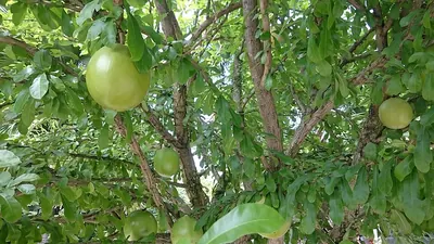Common calabash tree