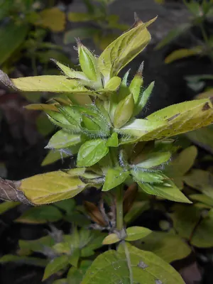 Limestone wild petunia