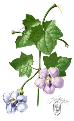 Bengal clock vine