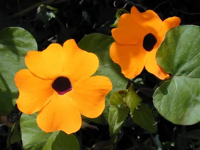 Black-eyed Susan vine