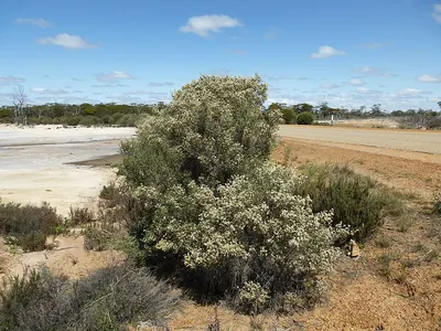 Melaleuca halmaturorum