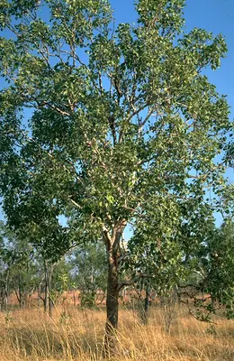 Corymbia foelscheana
