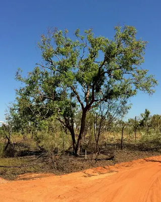 Corymbia polycarpa