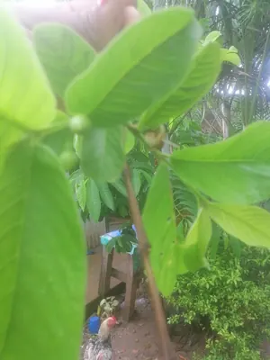 Guava