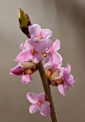 Mezereon
