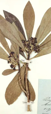 Spurge-laurel