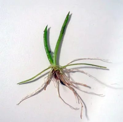 American shoreweed