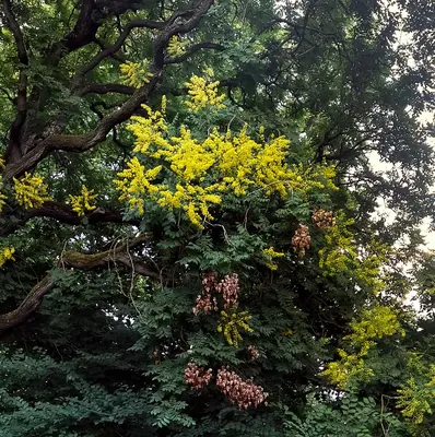Goldenrain tree
