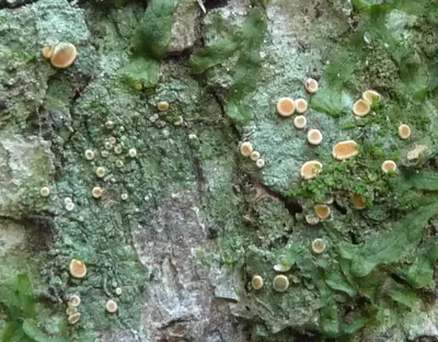 Coenogonium pineti