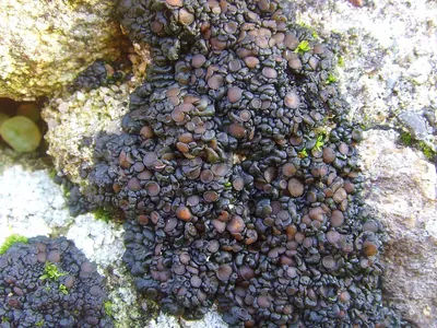 Enchylium tenax
