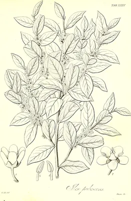 Ilex pubescens