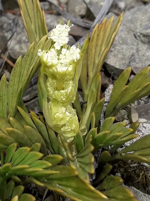 Aciphylla monroi