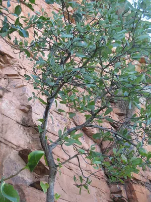 Buchanania obovata