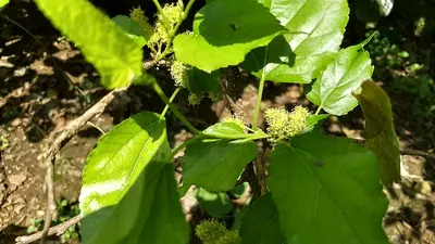 Morus indica
