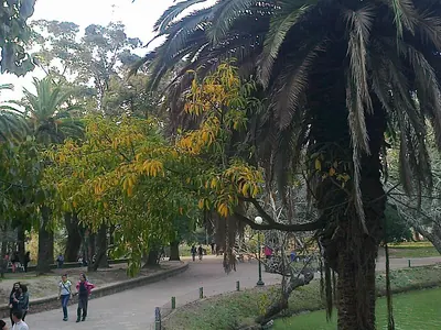 Ficus luschnathiana
