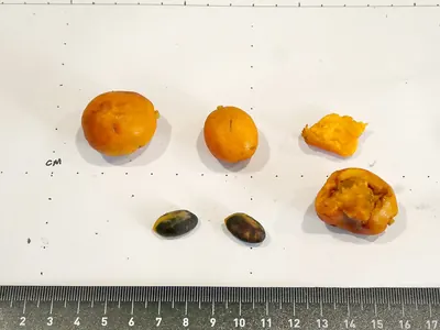 Smooth fruited aglaia