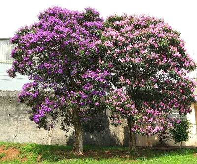 Pleroma granulosum