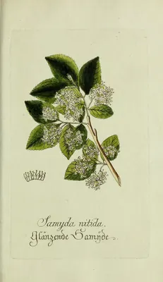 Casearia corymbosa