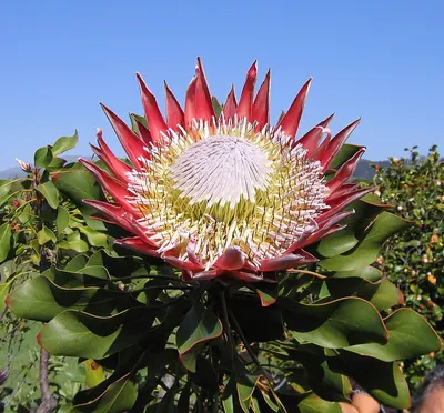 King Protea