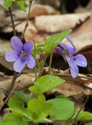 Early dog-violet