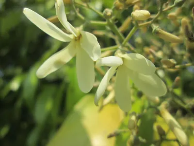 Vatica pauciflora