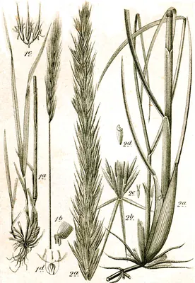 Wood-barley