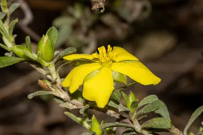 Hibbertia obtusifolia