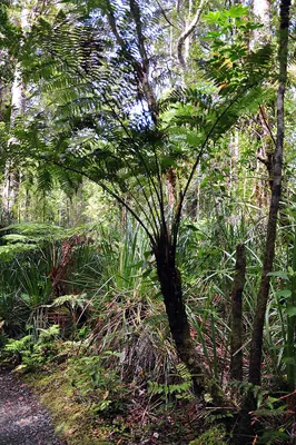 Dicksonia lanata