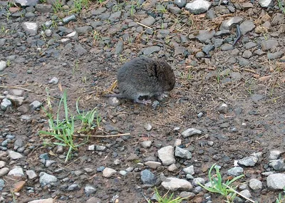 Western Red-backed Vole