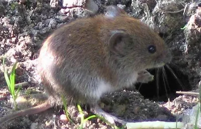 Bank Vole