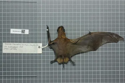 Spotted Free-tailed Bat