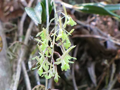 Epidendrum conopseum