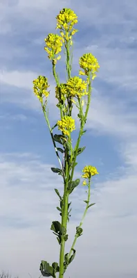 Bittercress