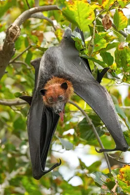 Pteropus medius