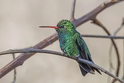 Glittering-bellied Emerald
