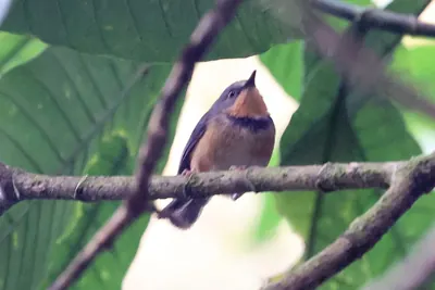 Collared Apalis