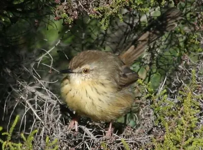 Saffron-breasted Prinia