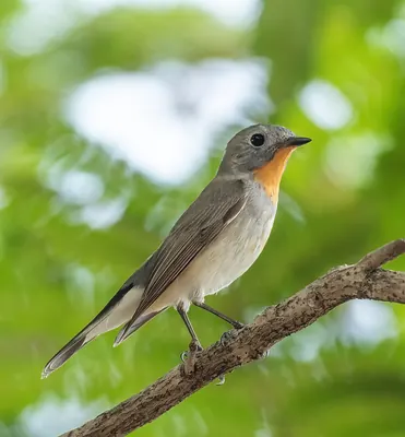 Taiga Flycatcher