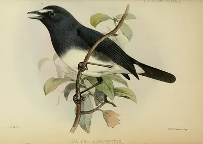 White-bellied Blue Robin