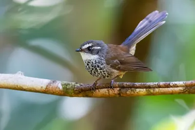 Streaked Fantail