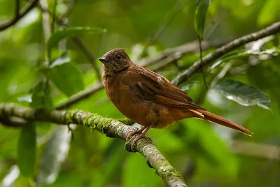 Rufous Flycatcher-thrush