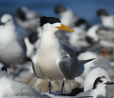 Swift Tern