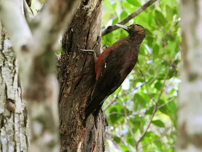 Pryer's Woodpecker