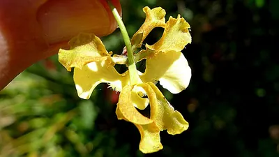 Gomesa ciliata