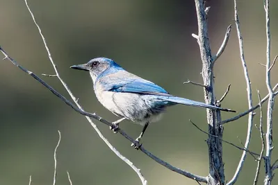 Woodhouse's Scrub Jay
