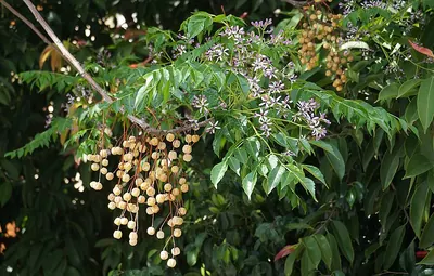 Chinaberry