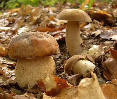 Summer cep