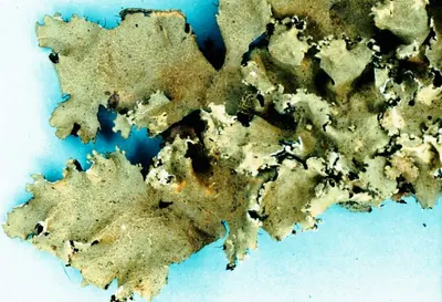 Cracked ruffle lichen