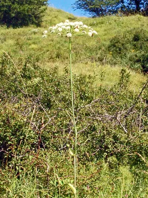 Laserpitium latifolium