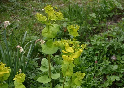 Smyrnium perfoliatum